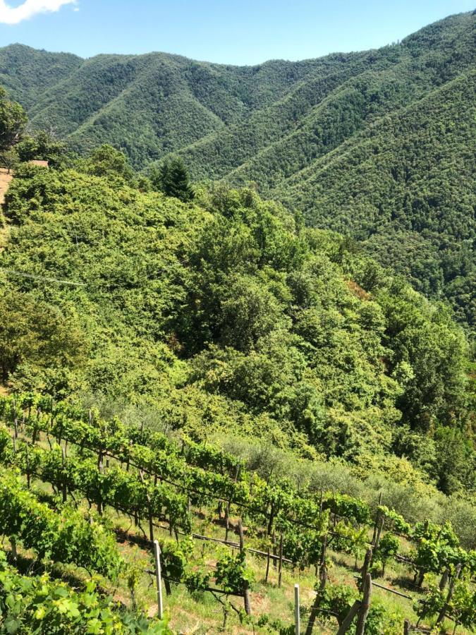 Villa Elena Mezzanego Dış mekan fotoğraf