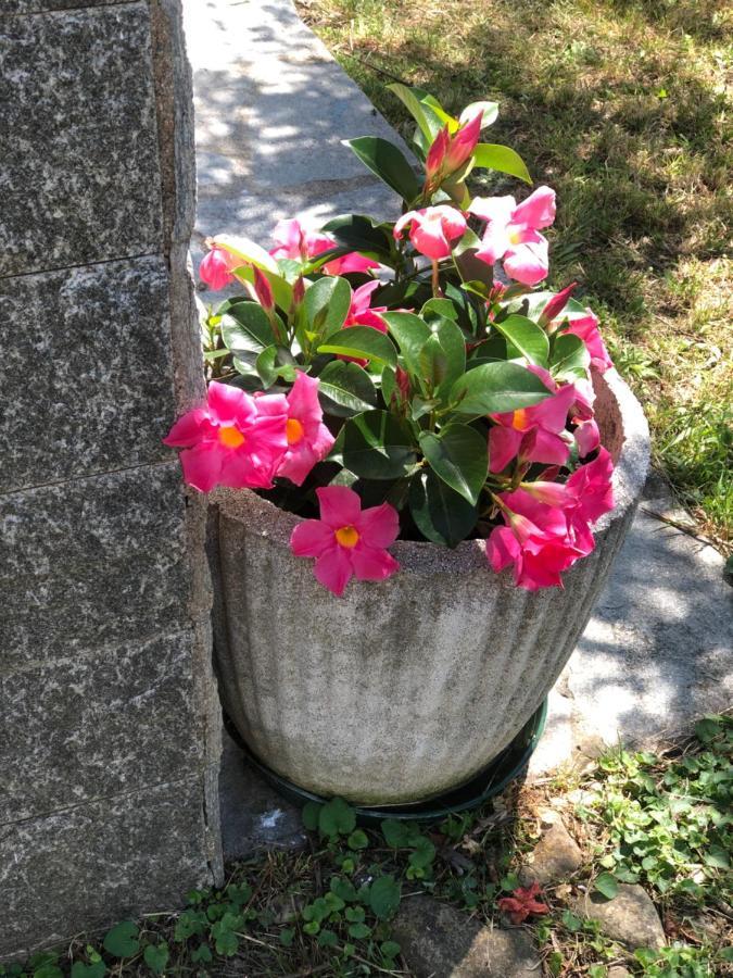 Villa Elena Mezzanego Dış mekan fotoğraf